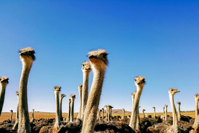 Visit the Ostrich Farm Near San Martin