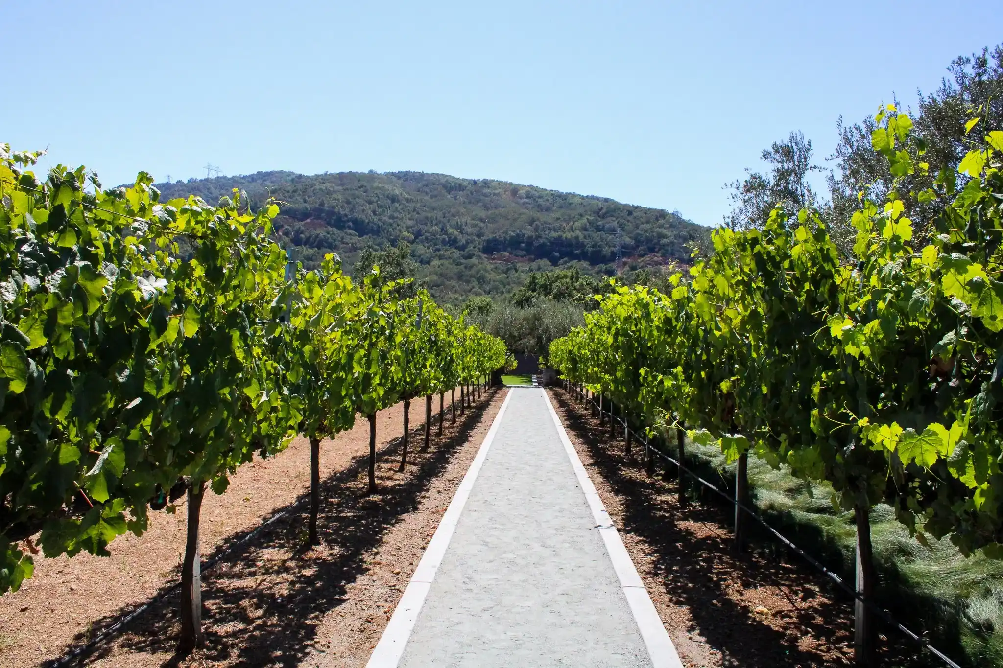 MOHI Wine
