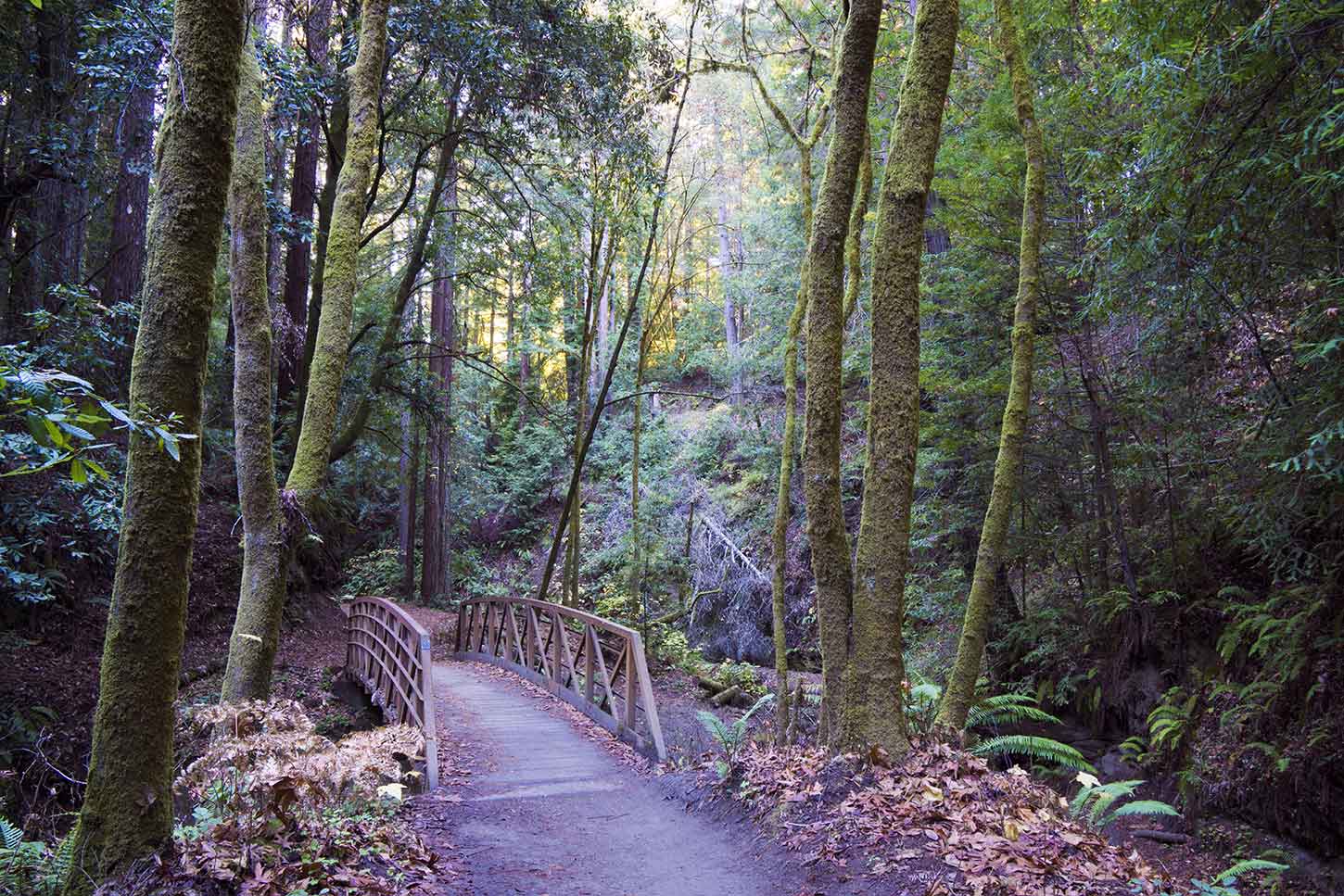 The Forest of Nisene Marks State Park