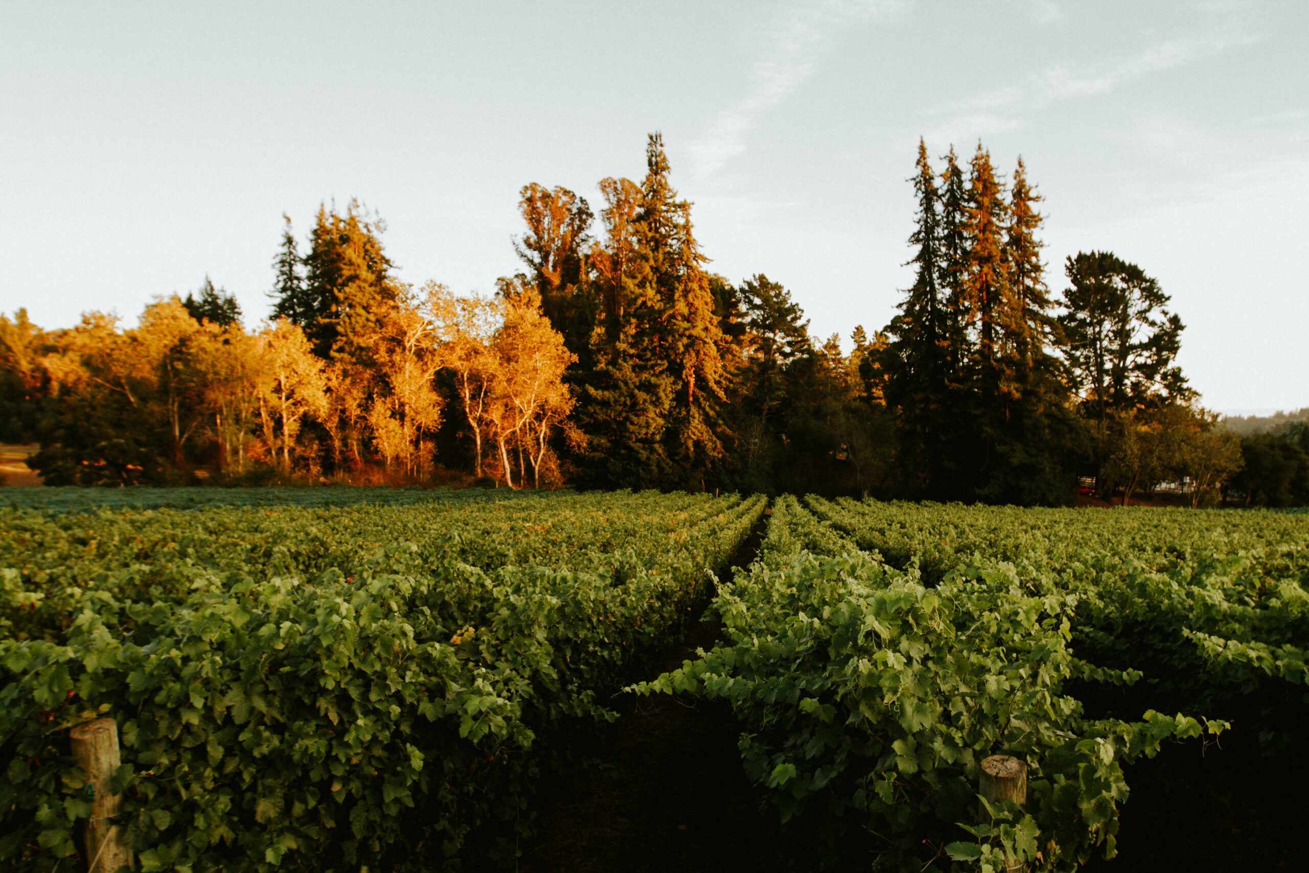 Lester Estate Wines