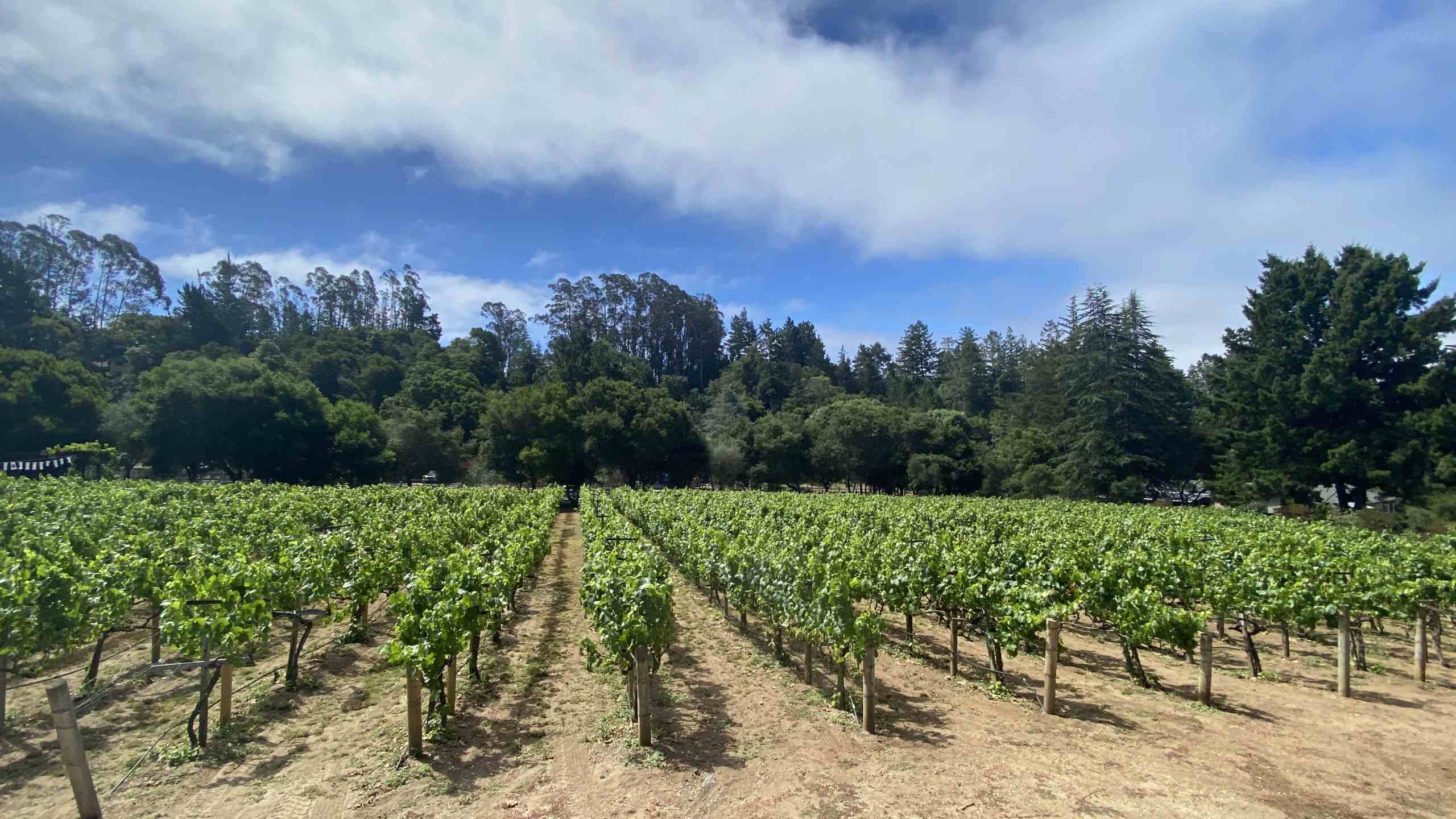 Alfaro Family Vineyard
