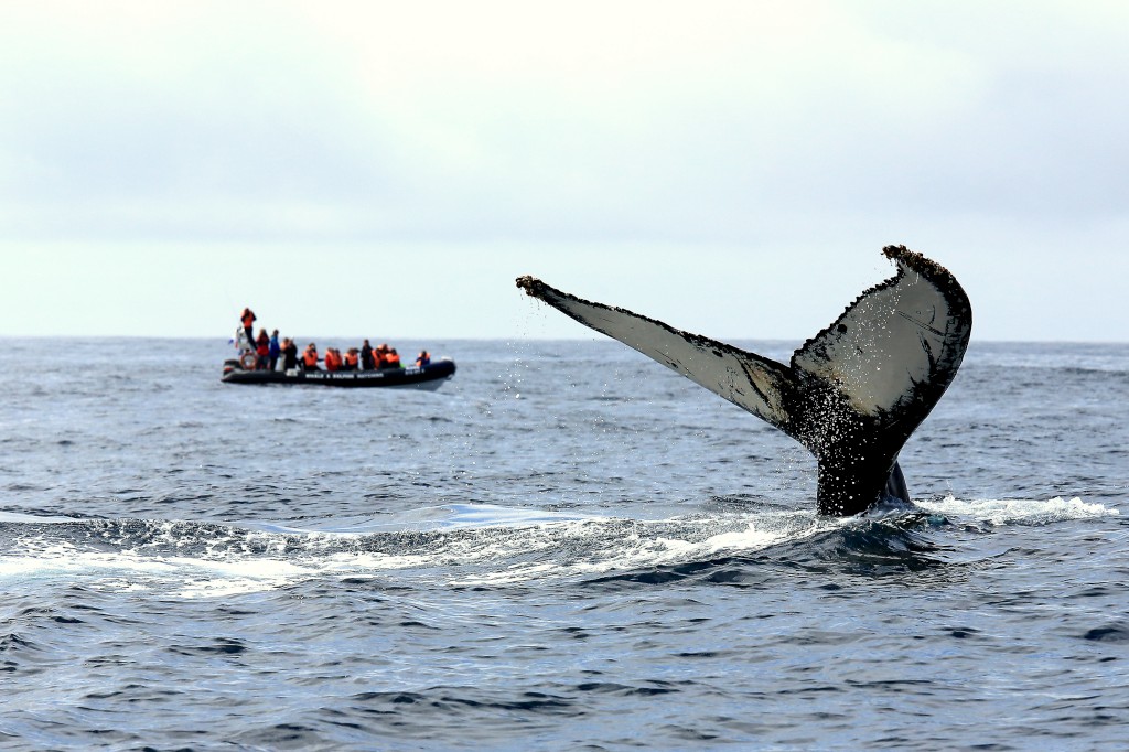 Whale and Dolphin Watching in Pico Island