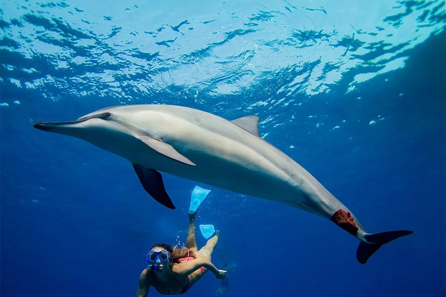 Swim with the Dolphins