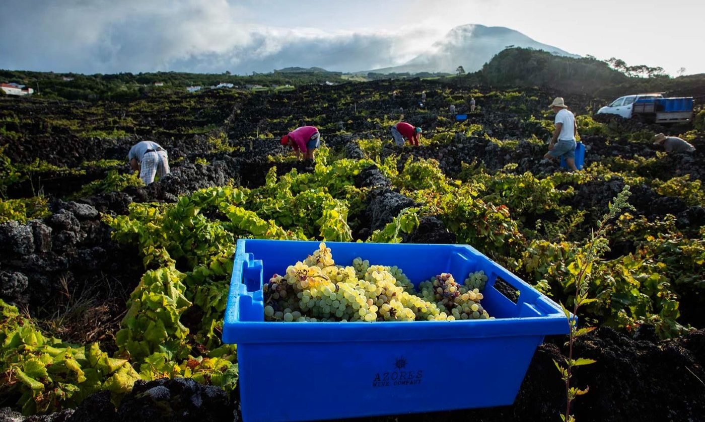 Wine & Food Tours on Pico Island