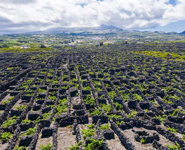 Pico Wines